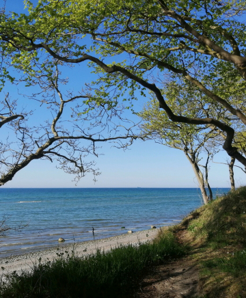 Bäume umrahmen den Blick auf Strand und Meer.