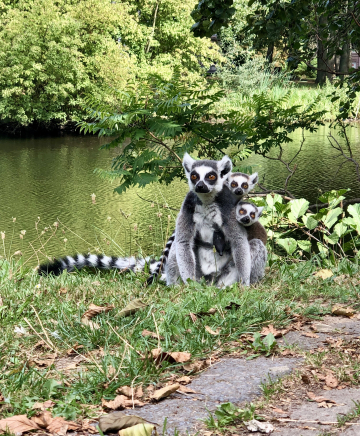 Kattas im Tierpark Wismar