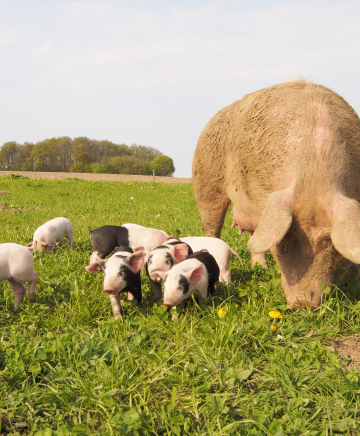 Sau mit Ferkeln auf der Wiese
