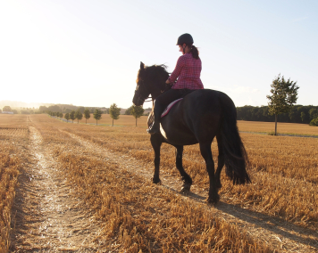 Eine Reiterin auf einem Pferd. Sie reitet auf einem Feldweg der Sonne entgegen.