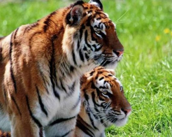 Tiger im Erlebnis- & Tigerpark Dassow
