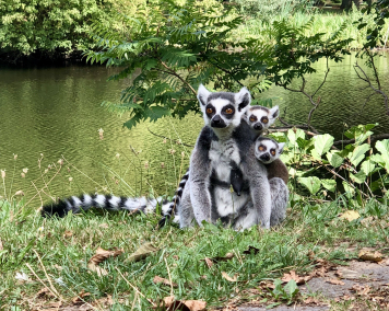 Kattas im Tierpark Wismar
