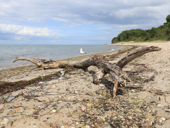Ein Stück Baum mit vielen Ästen liegt am Strand.