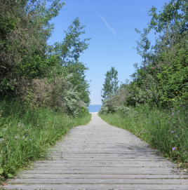 Ein Holzweg umgeben von Hecken. Der Weg führt zum Strand.