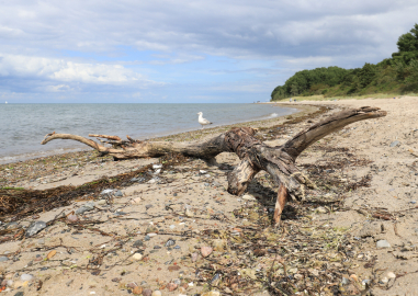 Ein Stück Baum mit vielen Ästen liegt am Strand.